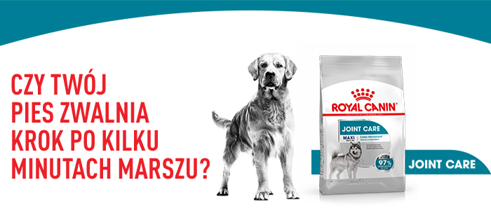 ROYAL CANIN CCN Maxi Joint Care karma sucha dla psów dorosłych, ras dużych, wspomagająca pracę stawów 10 kg